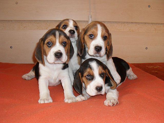 BEAGLE TRICOLOR szczeniaczki!!!!