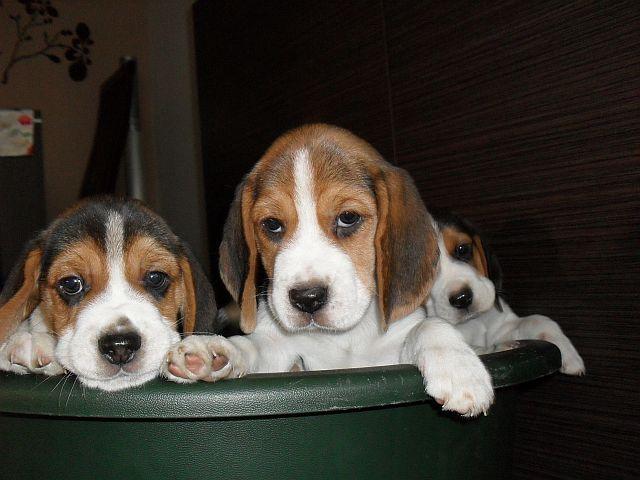 BEAGLE TRICOLOR szczeniaczki!!!!