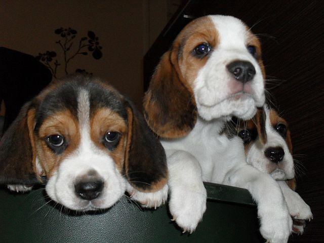 BEAGLE TRICOLOR szczeniaczki!!!!