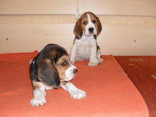 BEAGLE TRICOLOR szczeniaczki!!!!