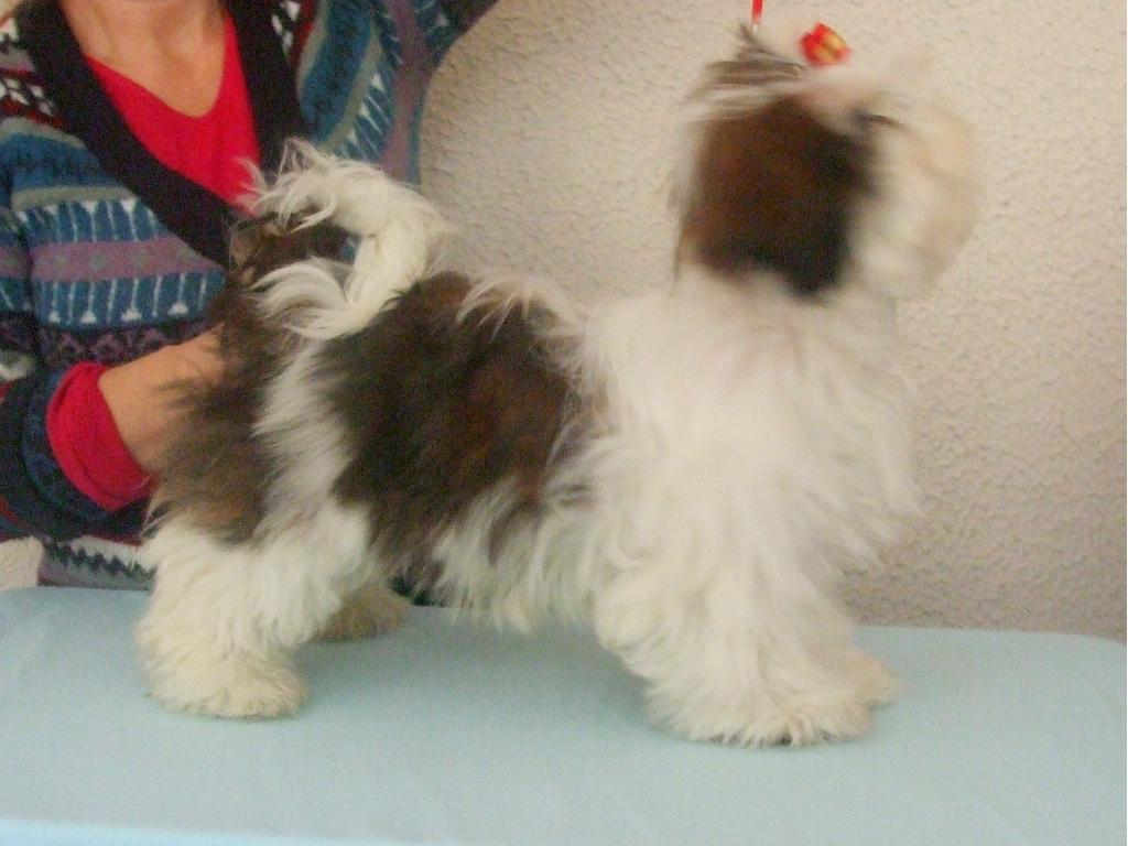 Rodowodowy piesek shih tzu, Wrocław, dolnośląskie