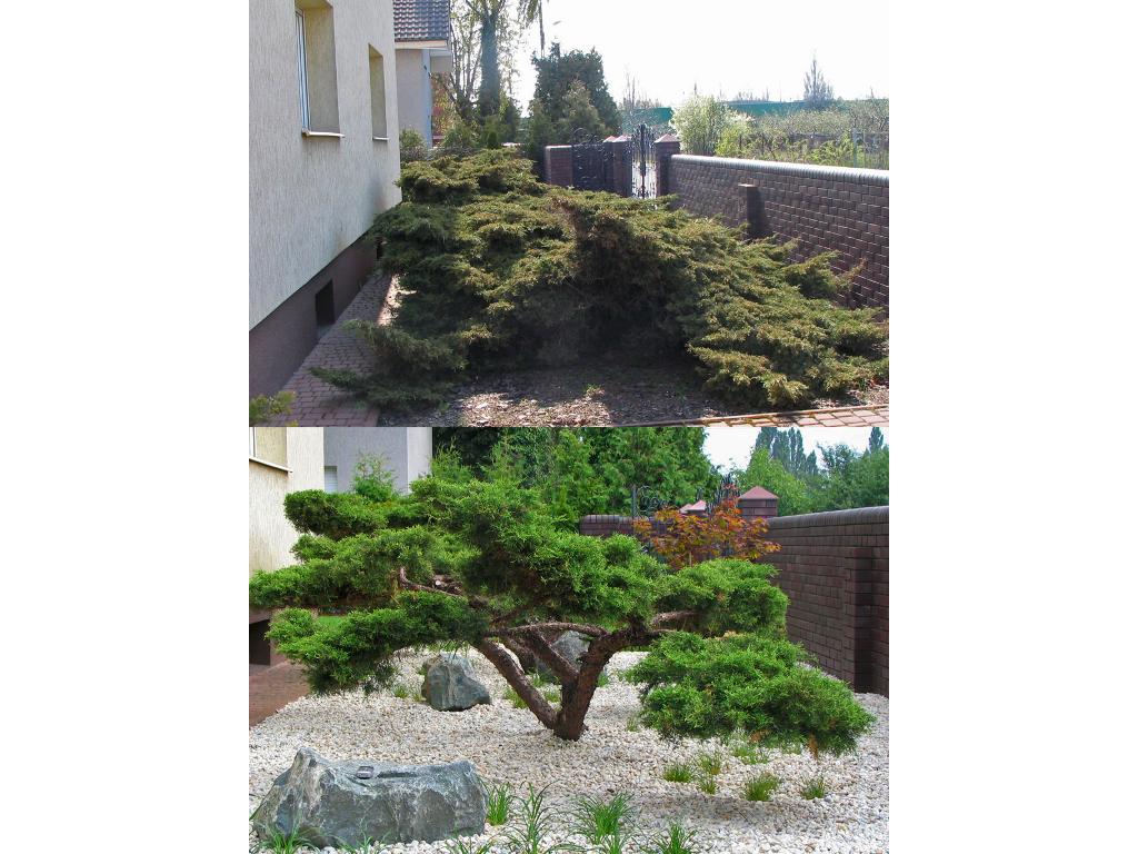 Wykonanie bonsai z jałowca