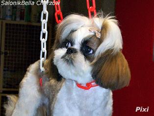 psi fryzjer-strzyzenie shih-tzu-salonikbella-chorzow