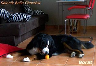 strzyżenie psów-berneński-zdjęcia psów-psie fryzury-Salonik Bella Chorzów- 880 024 430