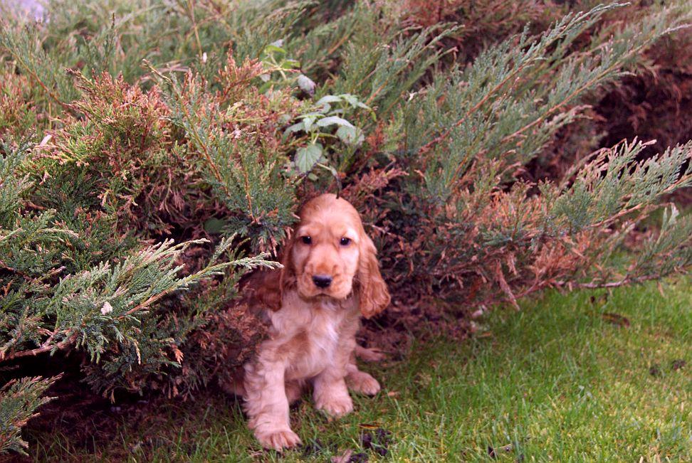 Cocker Spaniele, szczenięta, zwierzęta,hodowla, Kujawsko-pomorskie, Brześć Kujawski, kujawsko-pomorskie