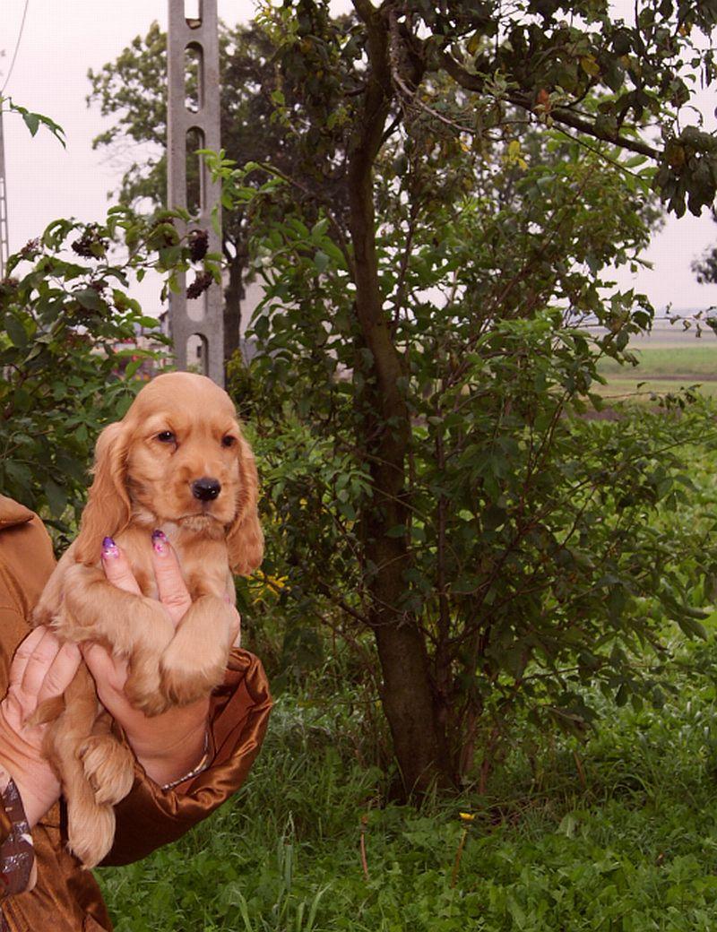 Cocker Spaniele,   pozostałe,,hodowla,psy, Kuj-Pomorskie,  Brześć Kuj