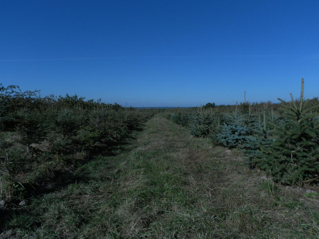 Choinki doniczkowe,świerk srebrny kłujący żywe, - Gielniów, mazowieckie