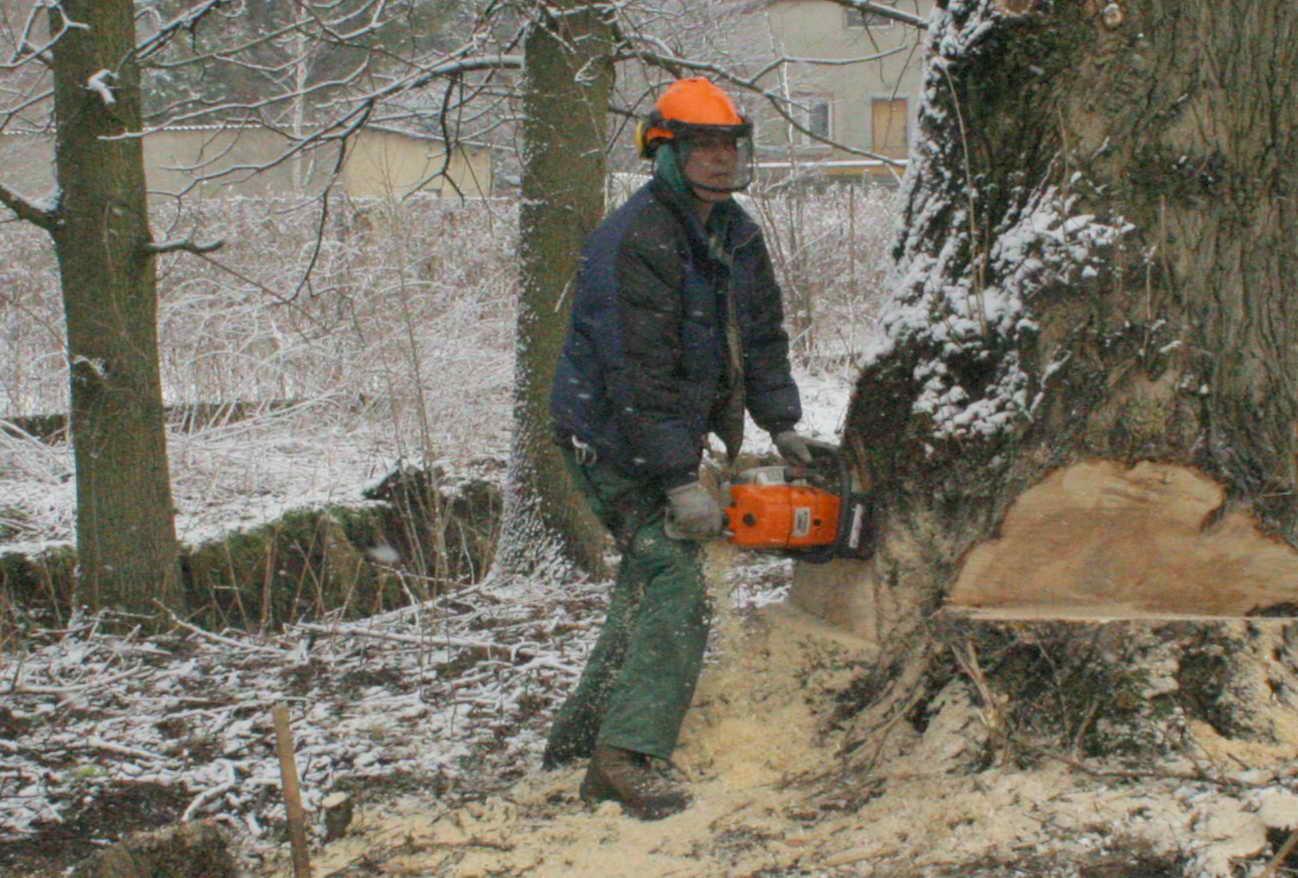 WYCINANIE DRZEW KATOWICE MYSLOWICE SIEMIANOWICE , Sosnowiec, śląskie