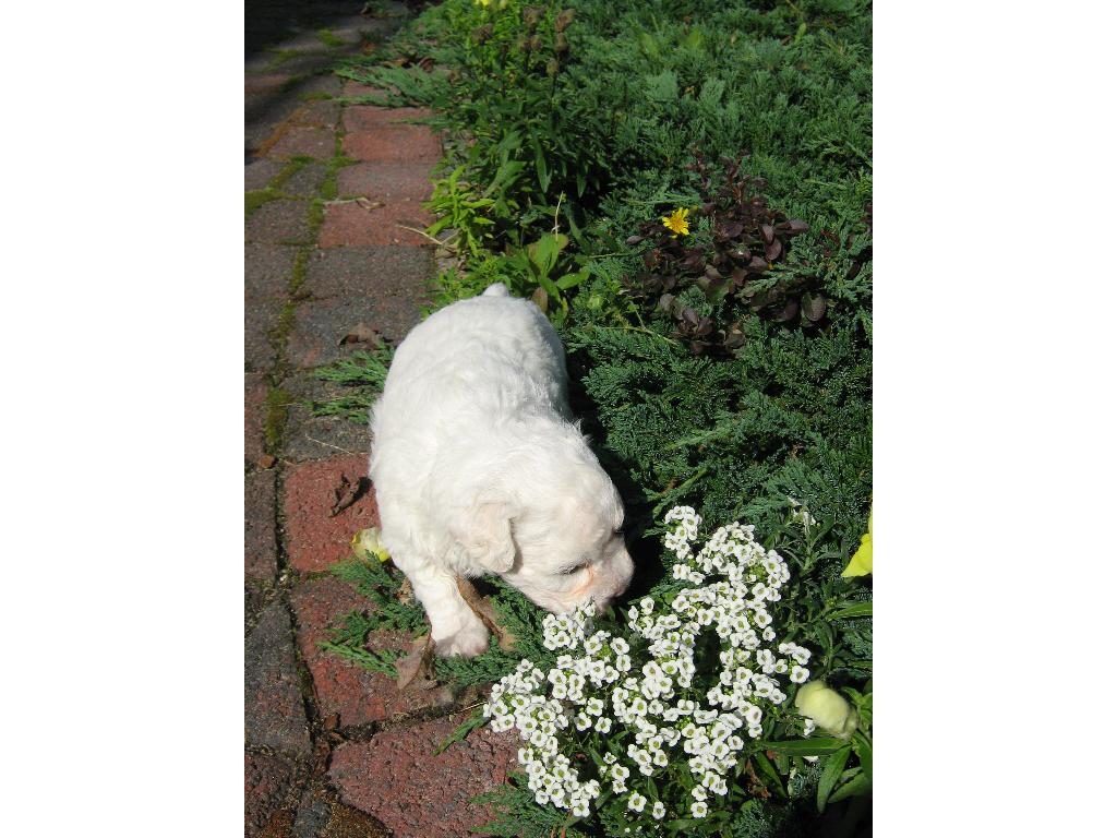 Szczeniak, bichon frisk, medalista, rodowodowe, , Barczewo-Wójtowo, warmińsko-mazurskie