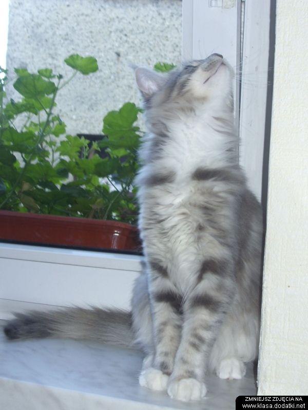 Rodowodowa niebieska szylkretka rasy Maine Coon