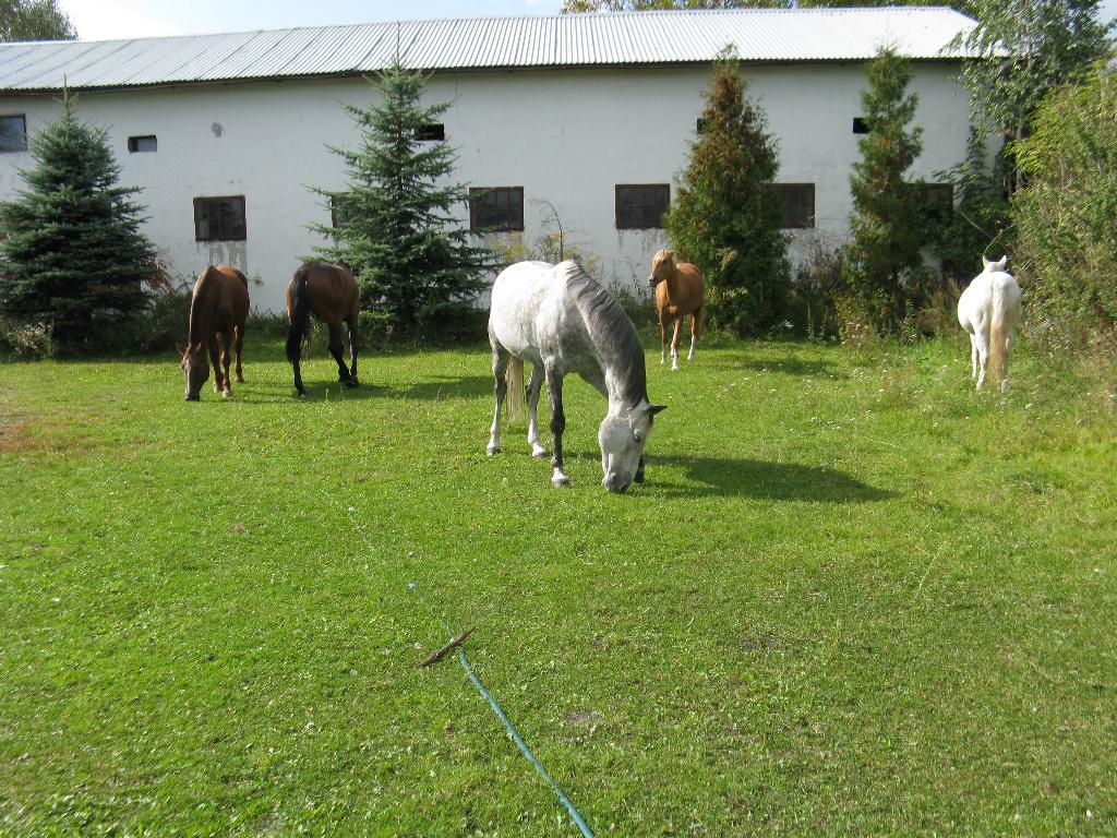 stajnia i konie