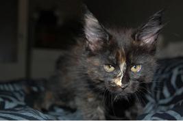 Maine Coon Koty krakowska hodowla posiada kocięta