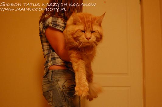 Maine Coon Koty krakowska hodowla posiada kocięta