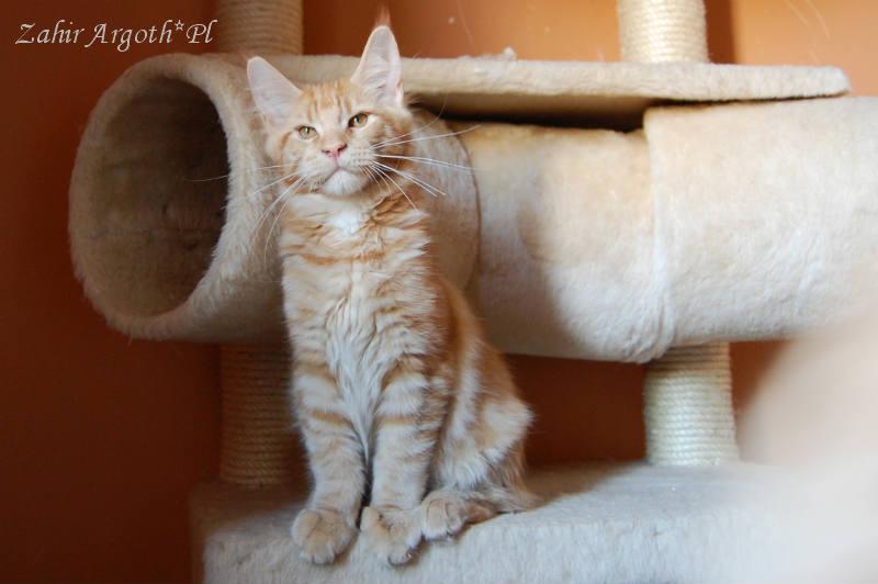 Maine Coon Koty krakowska hodowla posiada kocięta