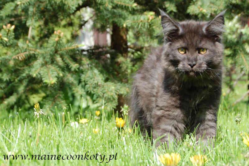 Maine Coon Koty krakowska hodowla posiada kocięta