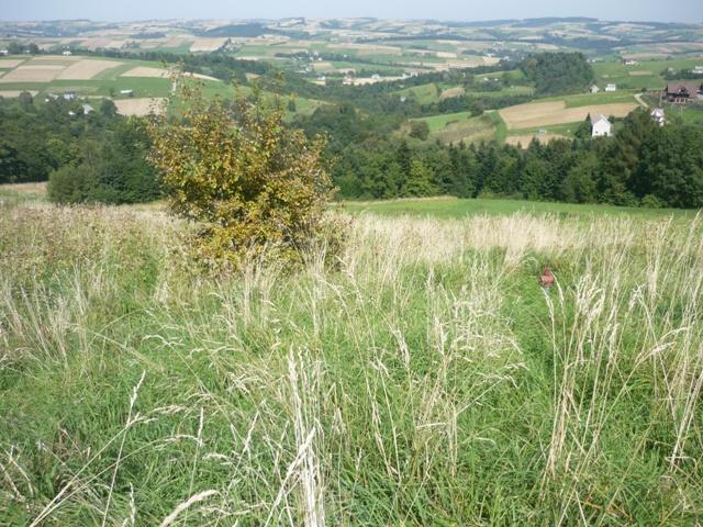 Mogilno k.Nowego Sącza - Działka budowlana 17a, Nowy Sącz, małopolskie