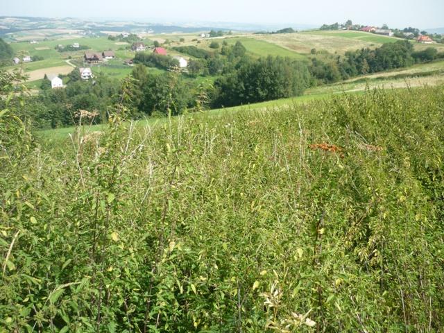 Mogilno k.Nowego Sącza - Działka budowlana 17a, Nowy Sącz, małopolskie