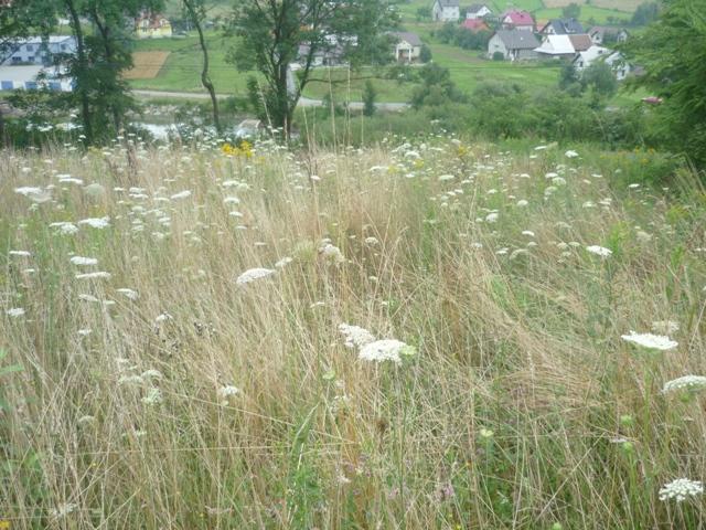 Jamnica - Działka budowlana 24a, Nowy Sącz, małopolskie