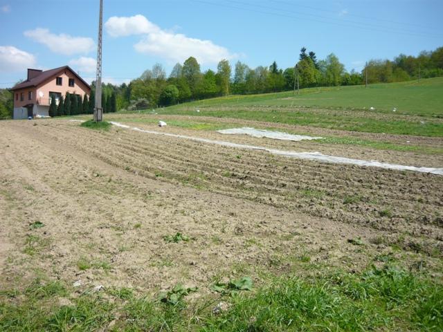 Wielopole k/Nowego Sącza - Działka budowlana 20a, Nowy Sącz, małopolskie