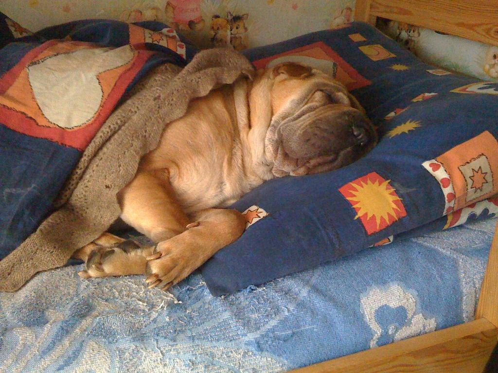 Szczenięta rodowodowe Shar-pei, Debica, podkarpackie