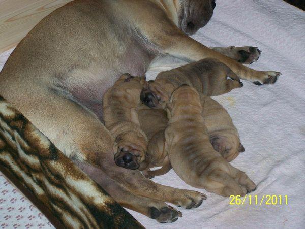 Szczenięta rodowodowe Shar-pei, Debica, podkarpackie