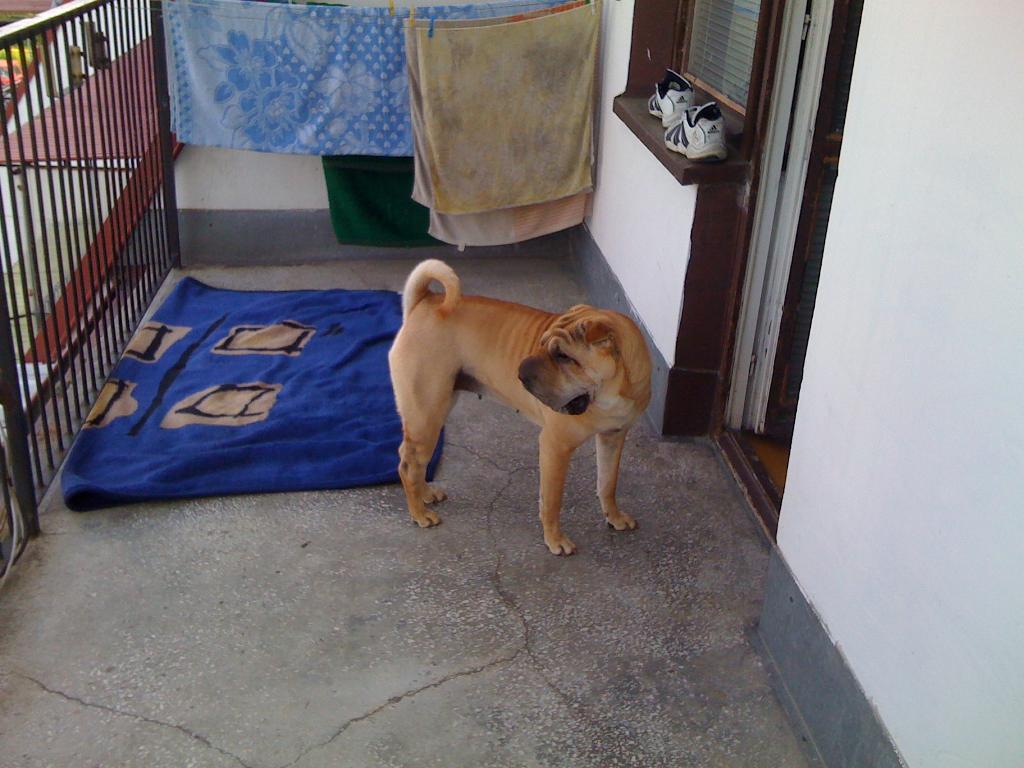 Szczenięta rodowodowe Shar-pei, Debica, podkarpackie