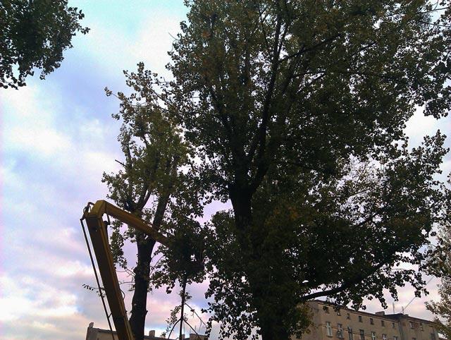 Alpinistyczne wycinanie i przycinka drzew ŁÓDŹ., łódzkie