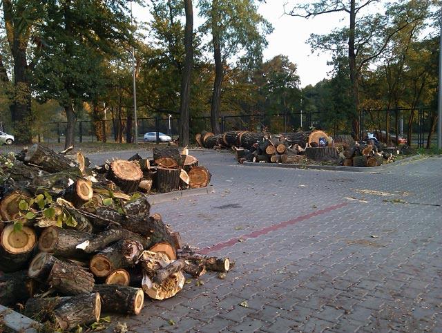 Alpinistyczne wycinanie i przycinka drzew ŁÓDŹ., łódzkie