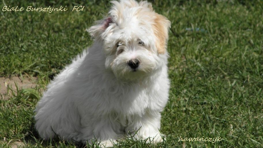 Hawańczyk , Coton de tulear szczeniaki dla alergia, Gdańsk, pomorskie