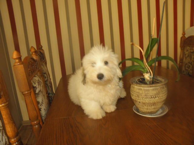 Hawańczyk , Coton de tulear szczeniaki dla alergia, Gdańsk, pomorskie