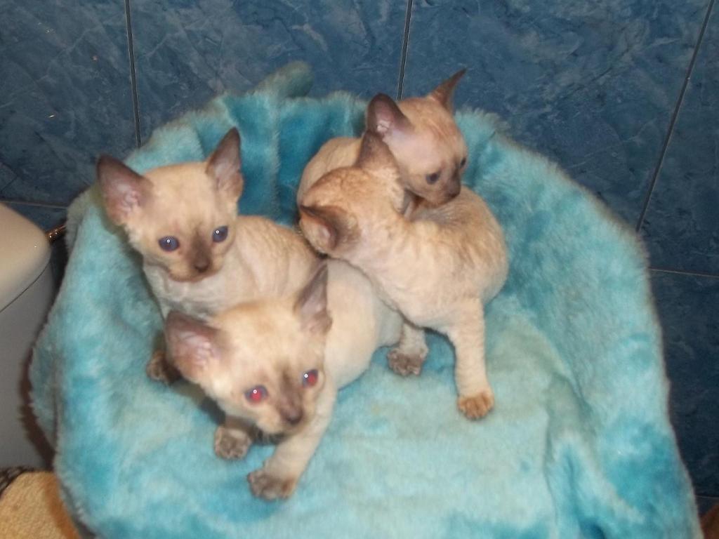 Niebieskookie kocieta devon rex, Bielsko-Biała, śląskie