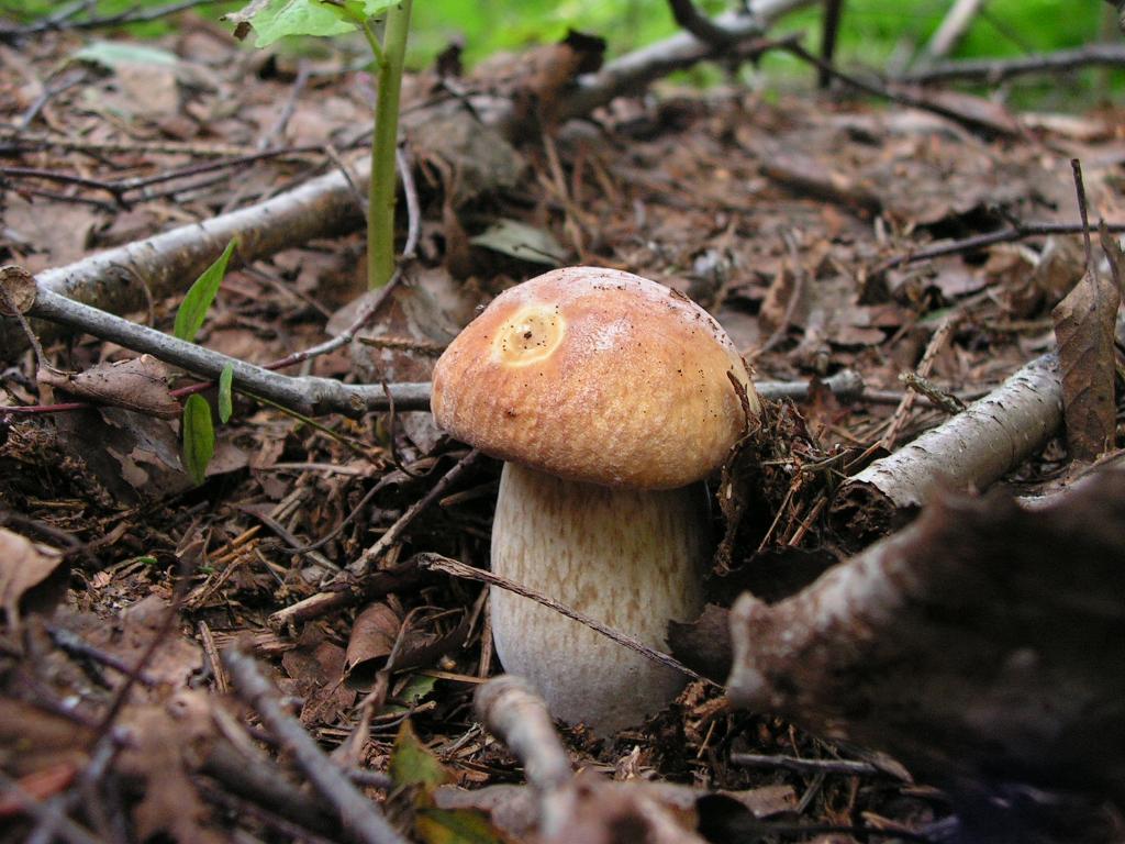 Agroturystyka nad Bugiem, Lubelskie Wola Uhruska, lubelskie