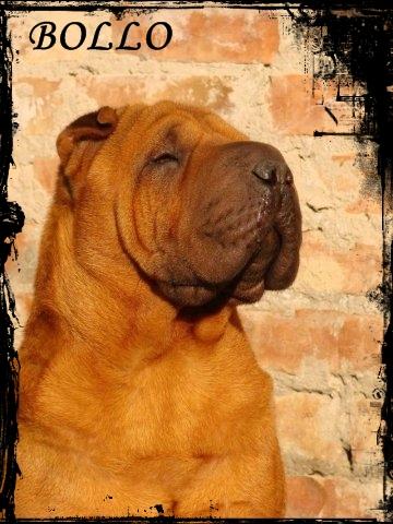 Zapowiedź miotu Shar Pei, Sulechów, lubuskie