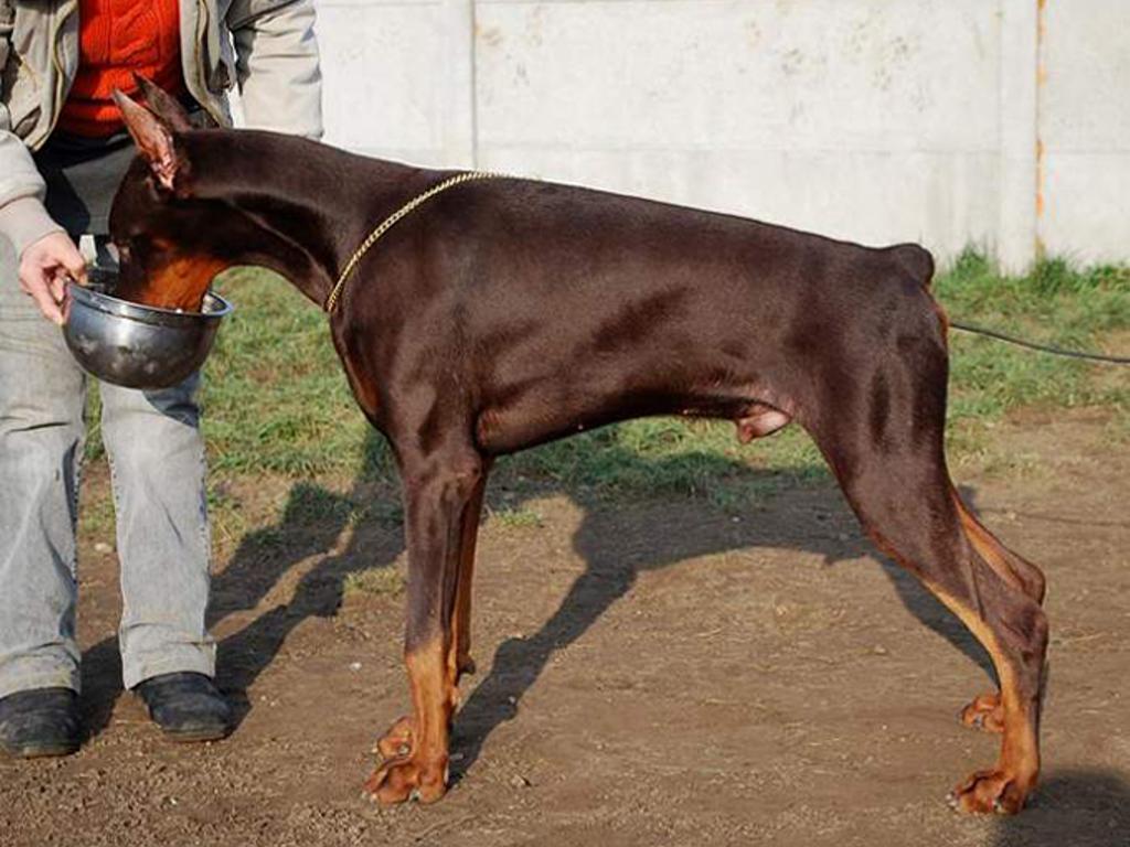 Rodowodowy Doberman, Sulechów, lubuskie