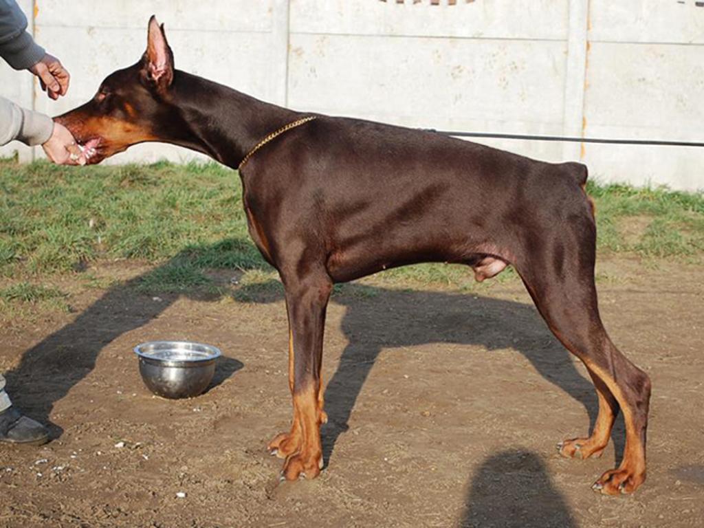 Rodowodowy Doberman, Sulechów, lubuskie