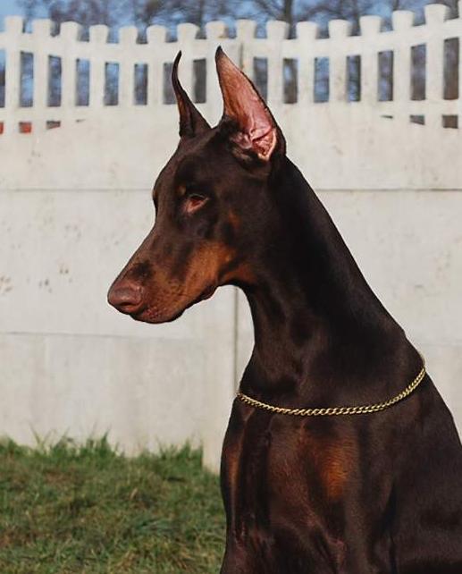 Rodowodowy Doberman, Sulechów, lubuskie