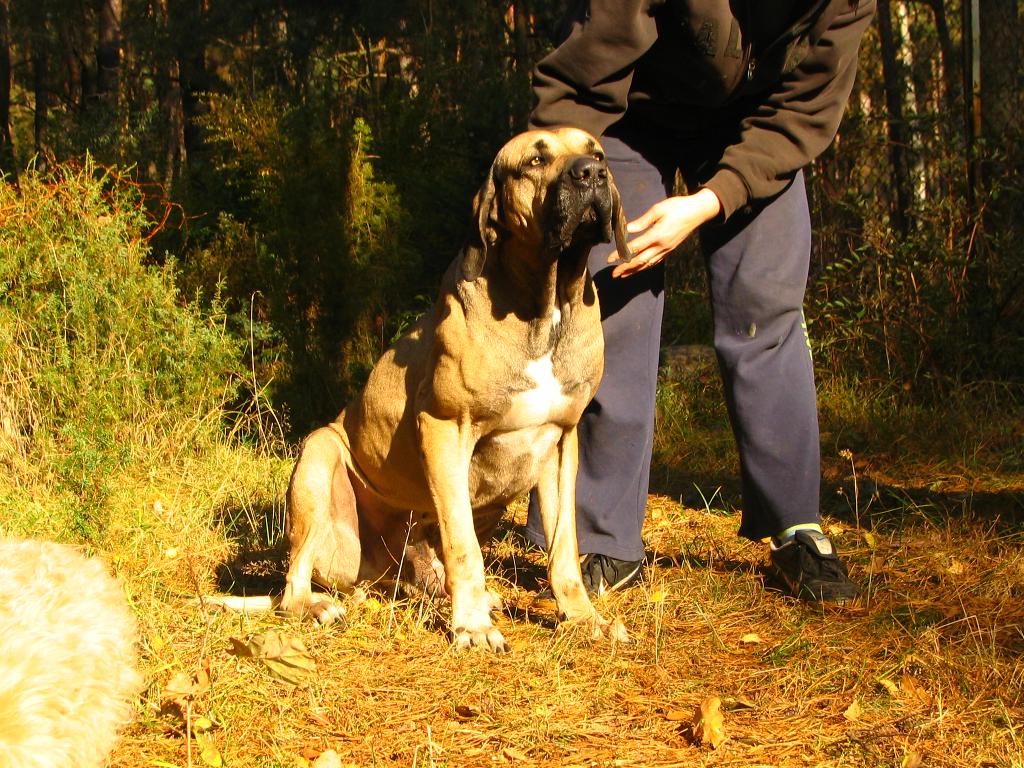 Fila brasileiro - doskonałe szczenięta, Dobre, mazowieckie