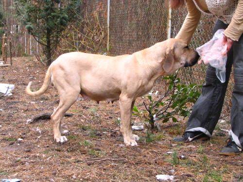 Fila brasileiro - doskonałe szczenięta, Dobre, mazowieckie