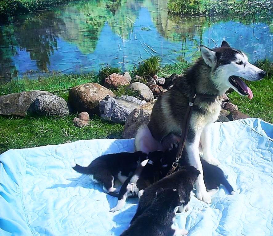 Siberian Husky,Syberiany,dla zwierztą,hodowla,psy