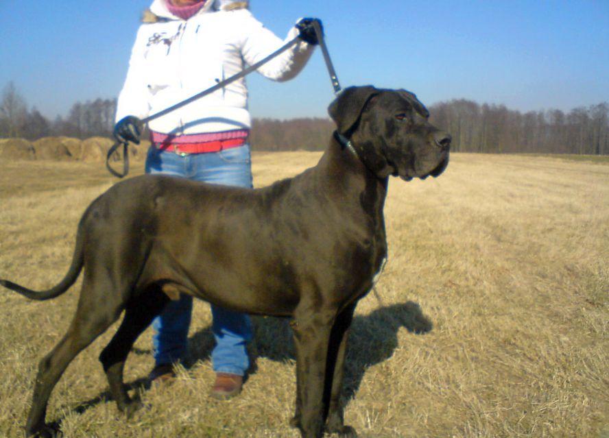 Dogi, zwierzęta, psy, fauna i flora, ogłoszenia, Włocławek Kujawsko-pomorskie, kujawsko-pomorskie