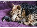 Norwich Terrier szczenięt w hodowli Alta Carya FCIa