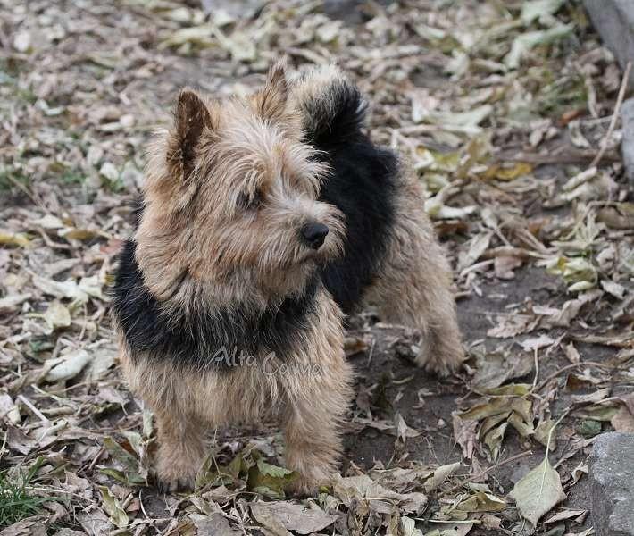 Alta Carya FCI DOBRA NASZA - matka szczeniąt