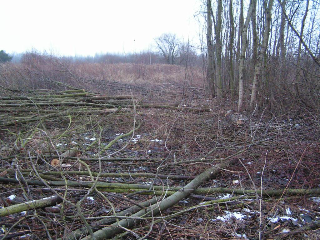 Wycinka pod planowane hale produkcyjne - Skarbimierz Osiedle, 8 hektarów