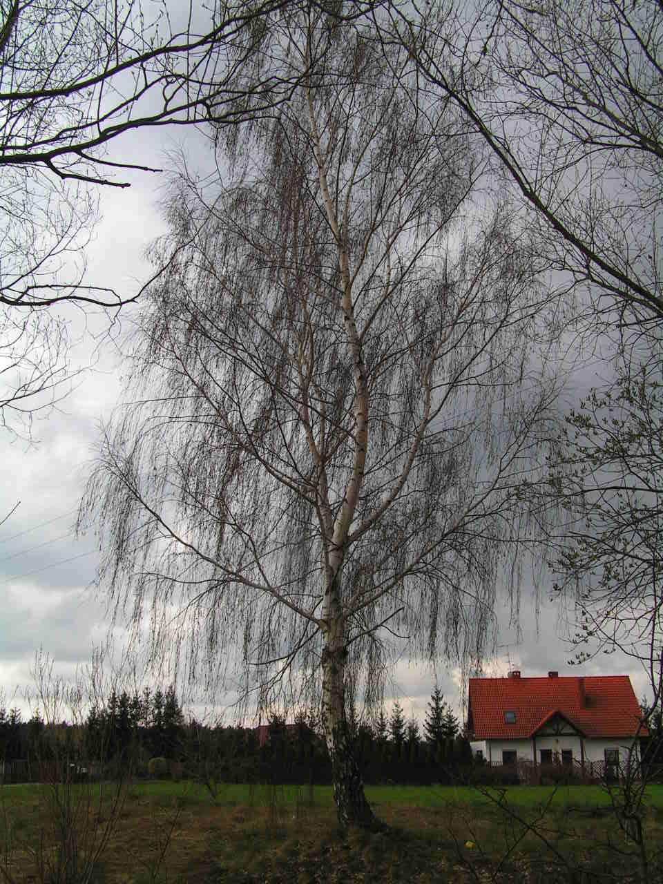 Drzewo kolidujące z inwestycją: opłata za wycięcie: 6210,13  PLN; kara:18630,40  PLN