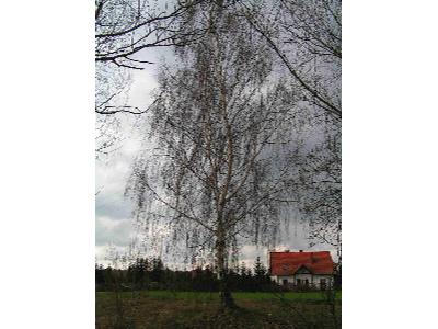 Drzewo kolidujące z inwestycją: opłata za wycięcie: 6210,13 PLN; kara:18630,40 PLN - kliknij, aby powiększyć