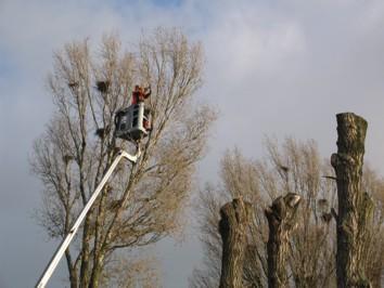 Usługi ogrodnicze - ścinanie, przycinanie drzew, Łódź i okolice, łódzkie