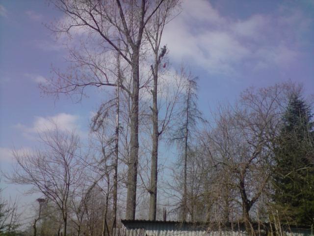 wycinka metodą alpinistyczną