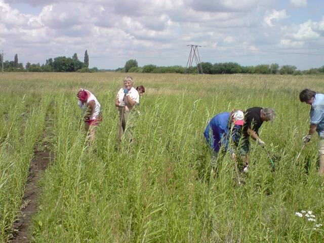 pielęgnacja terenów