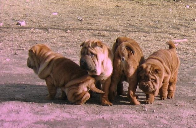 Śliczne szczeniaczki Shar Pei z rodowodem , Szczecin, zachodniopomorskie