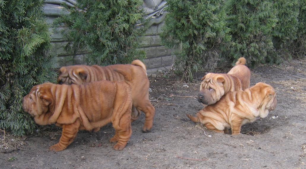 Śliczne szczeniaczki Shar Pei z rodowodem , Szczecin, zachodniopomorskie